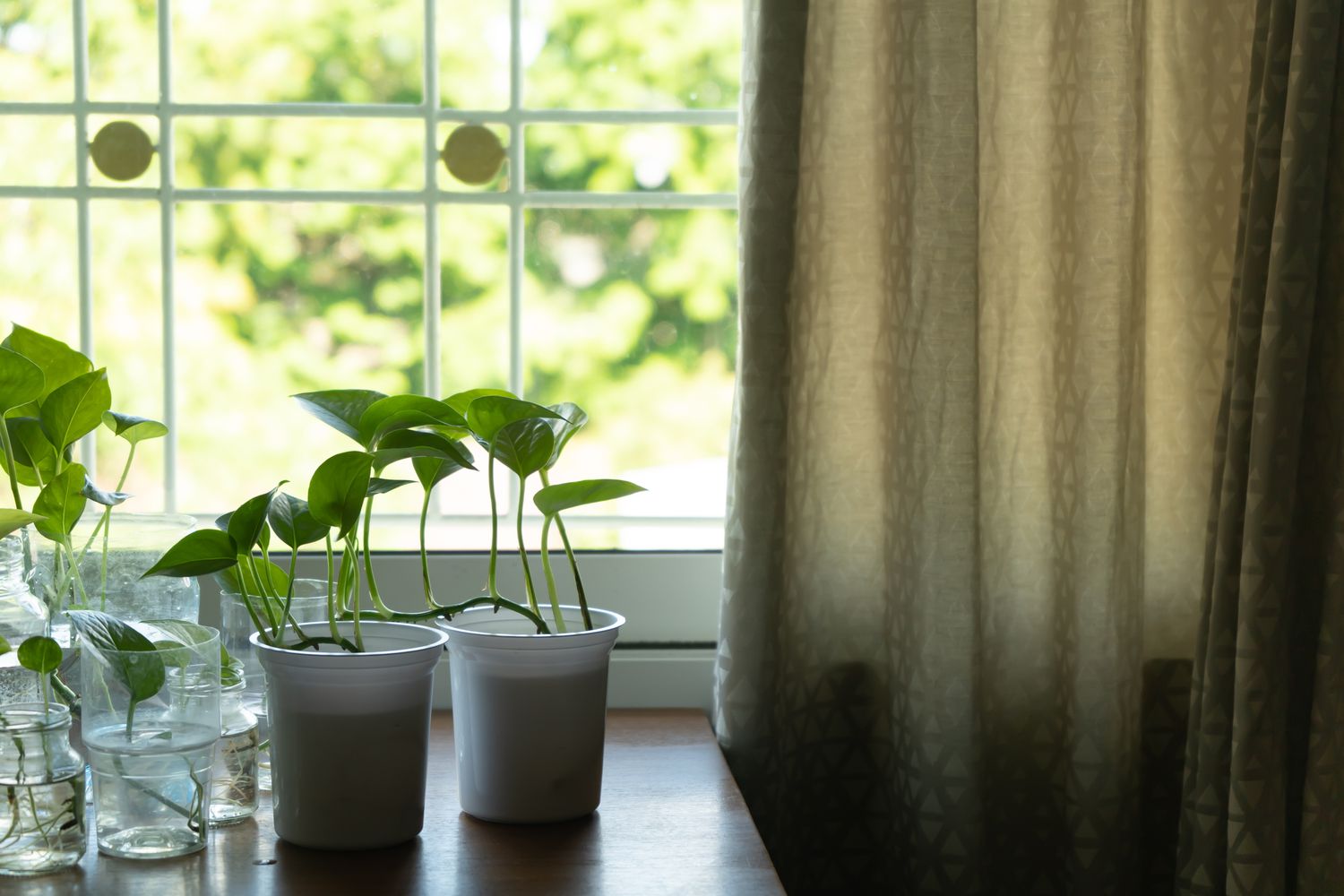 Best Windows For Plant Growth [Expert Recommendations]